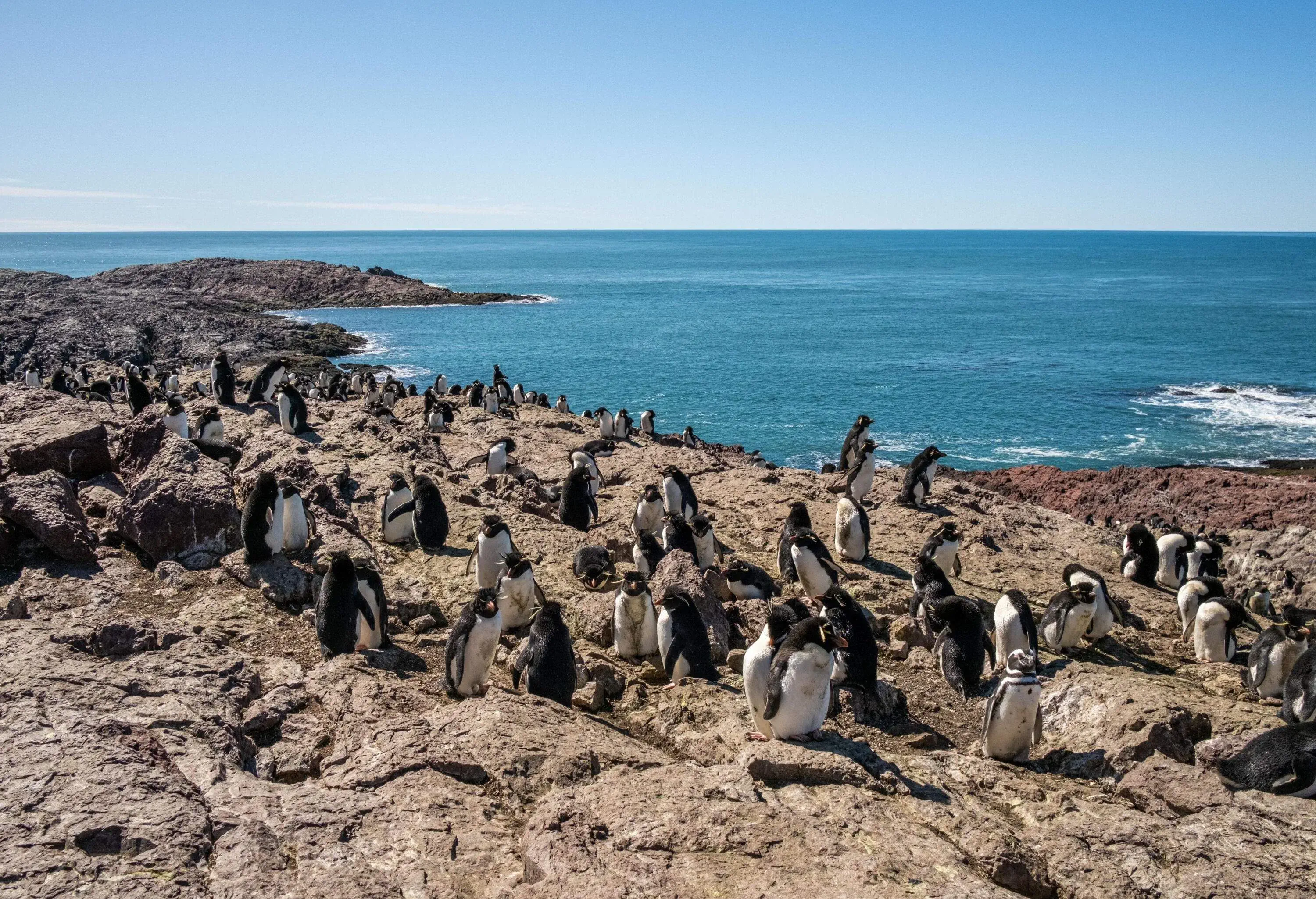 Southern rockhopper penguin colony, Pinguino Island Provincial Reserve, Puerto Deseado, Santa Cruz Province, Argentina 