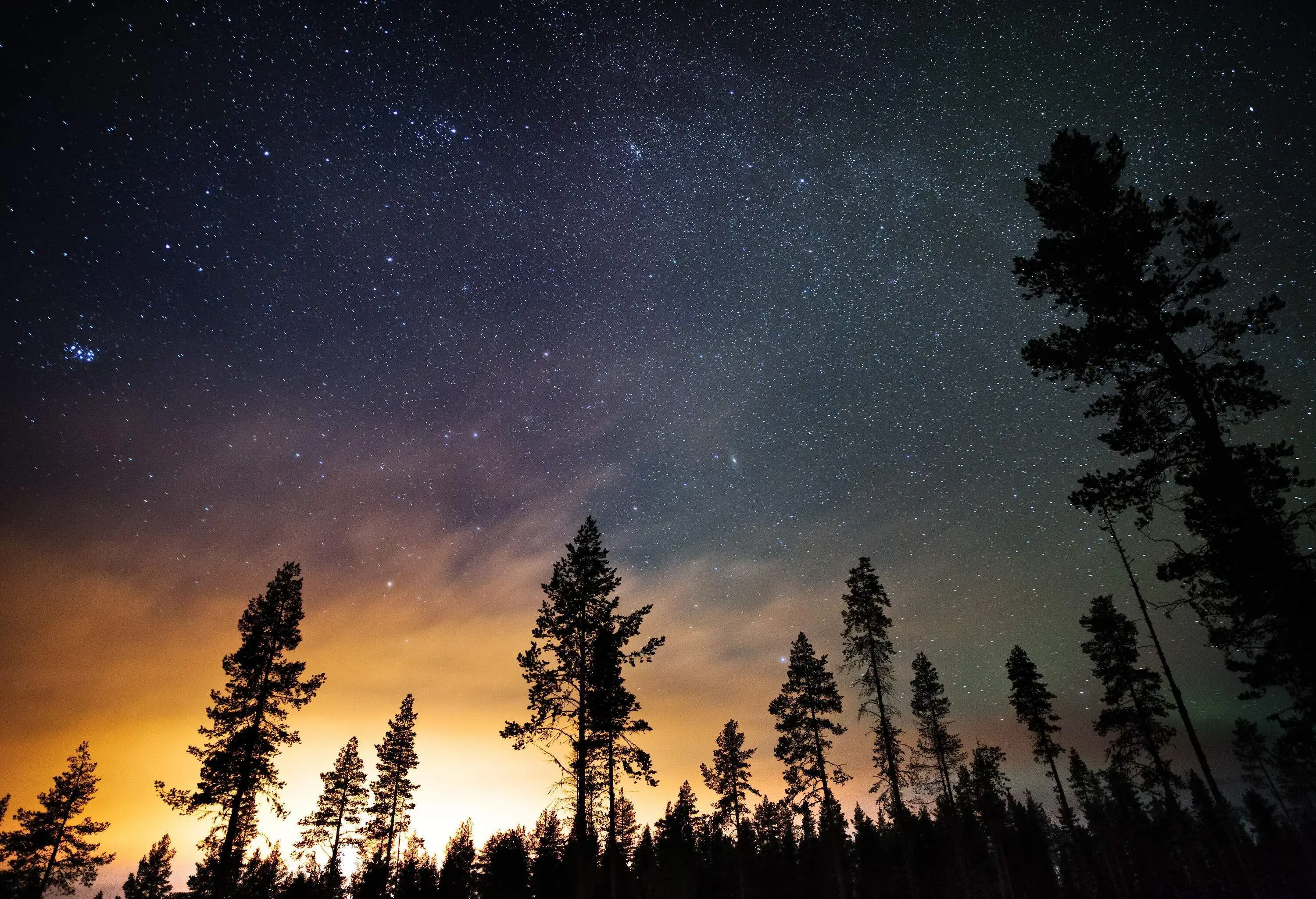 Silhouette of tall trees in the forest against the picturesque night sky full of bright stars.