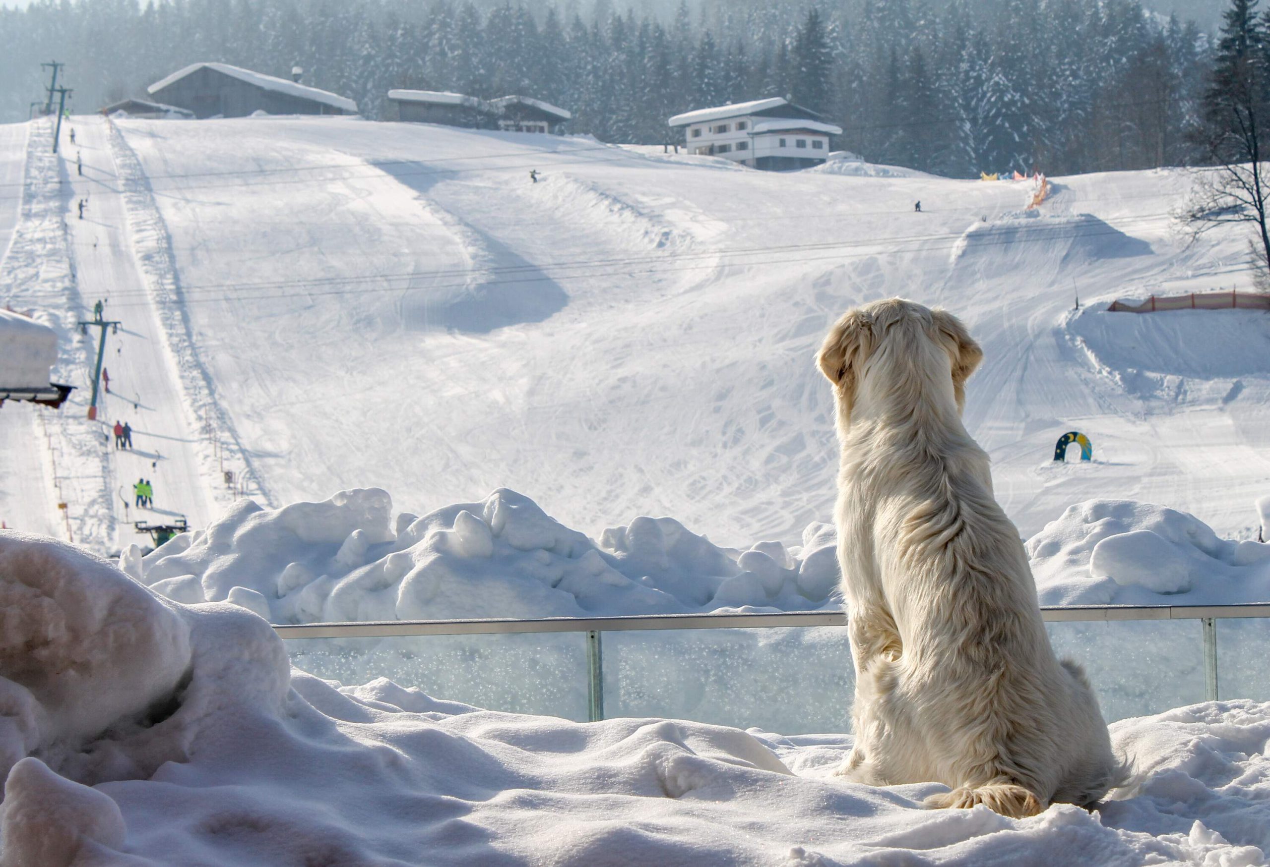 white dog enjoys looking at the ski slope in winter