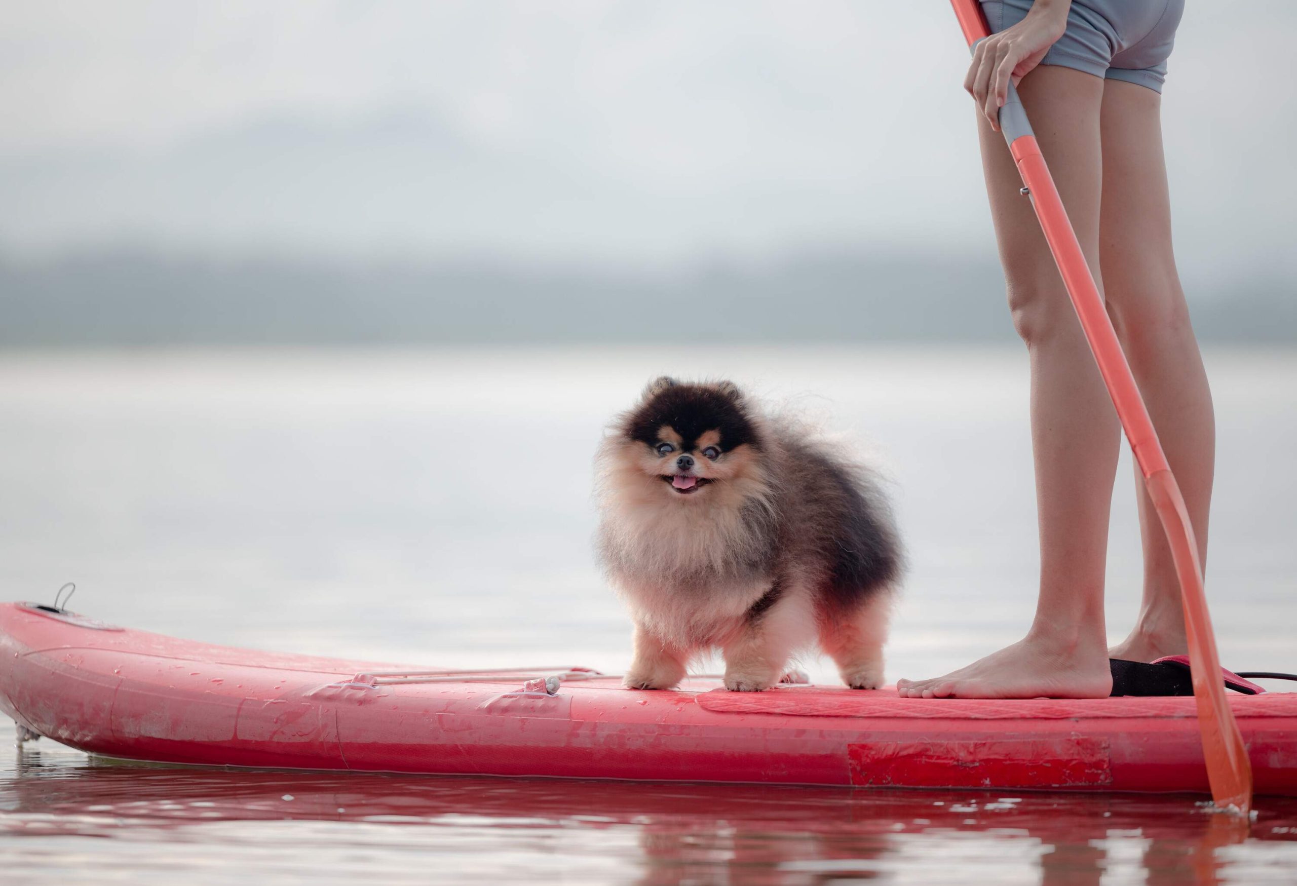 Puppy dog stay stready sitting on sub standing board, enjoy aquar sport together with owner