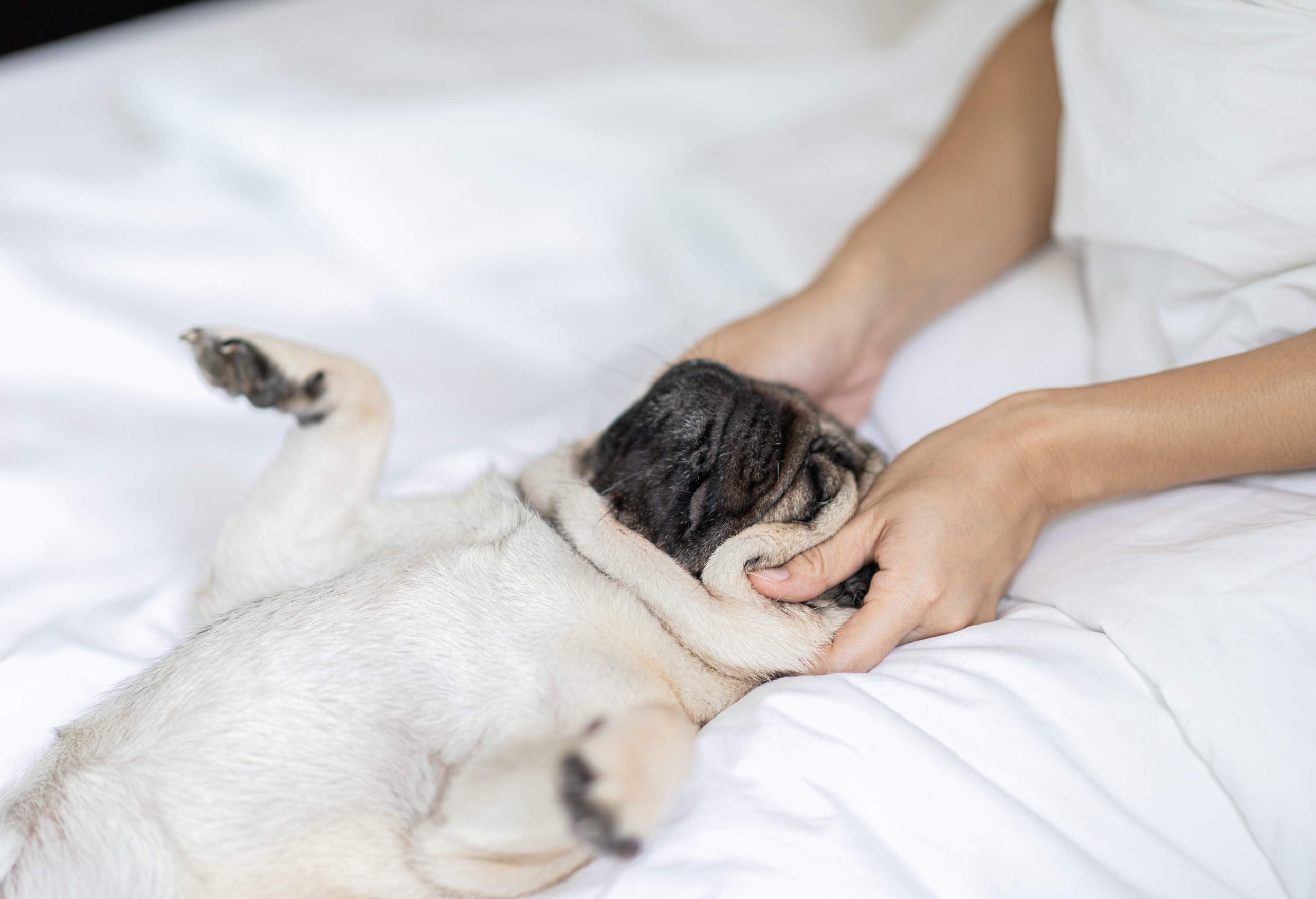 Dog getting massage.