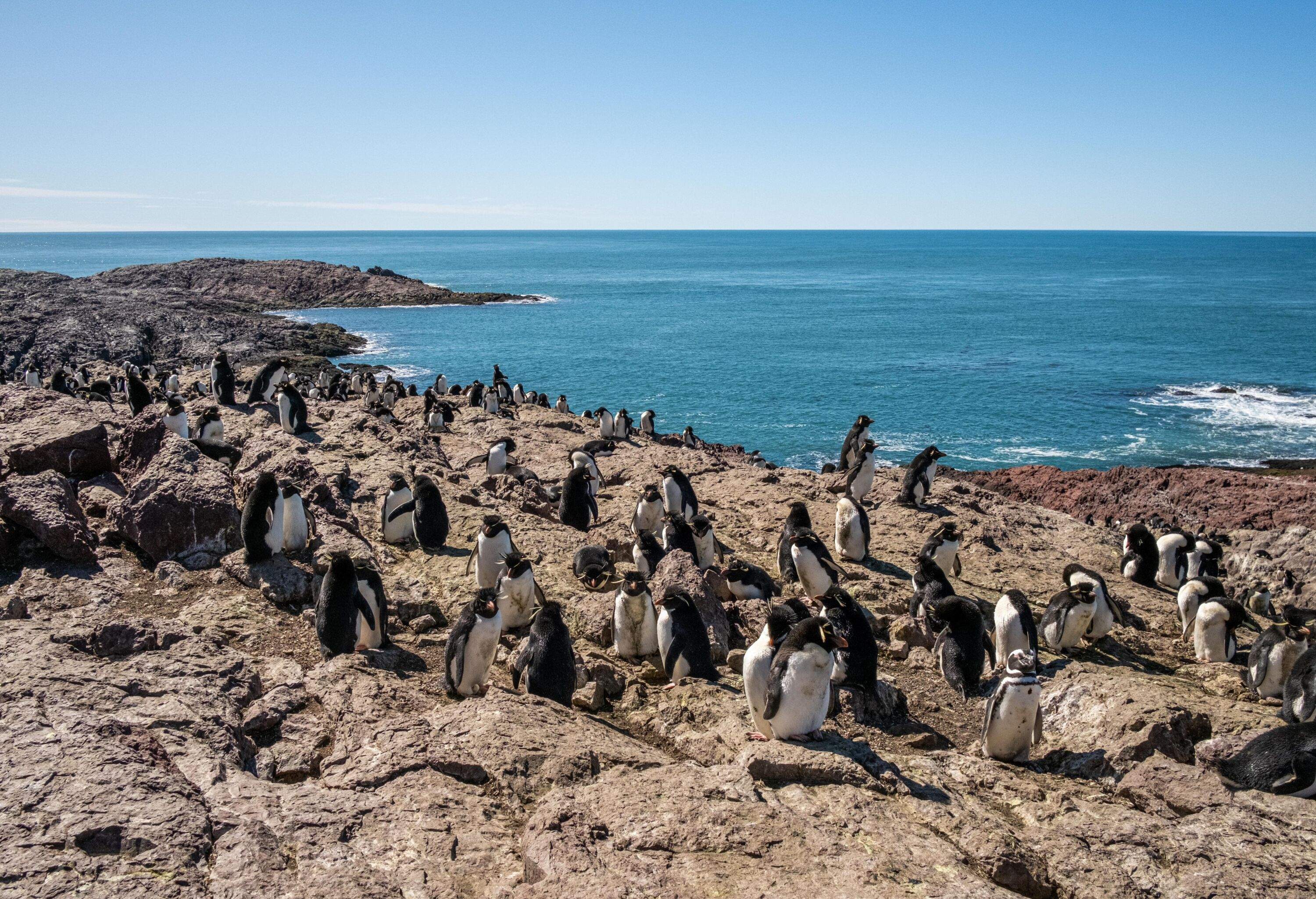 Southern rockhopper penguin colony, Pinguino Island Provincial Reserve, Puerto Deseado, Santa Cruz Province, Argentina