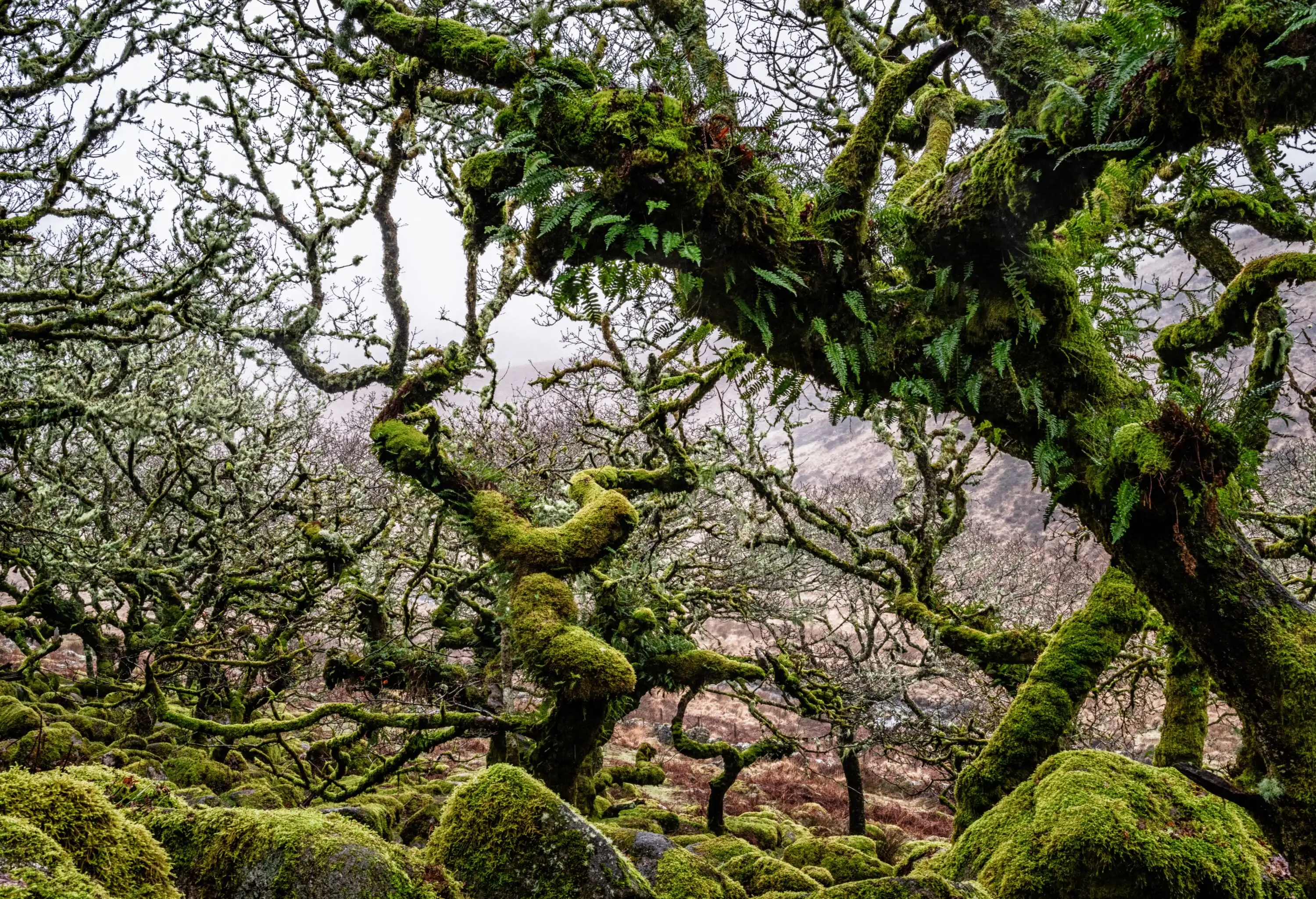 Wistmans Woods, Dartmoor National Park..January, 2020