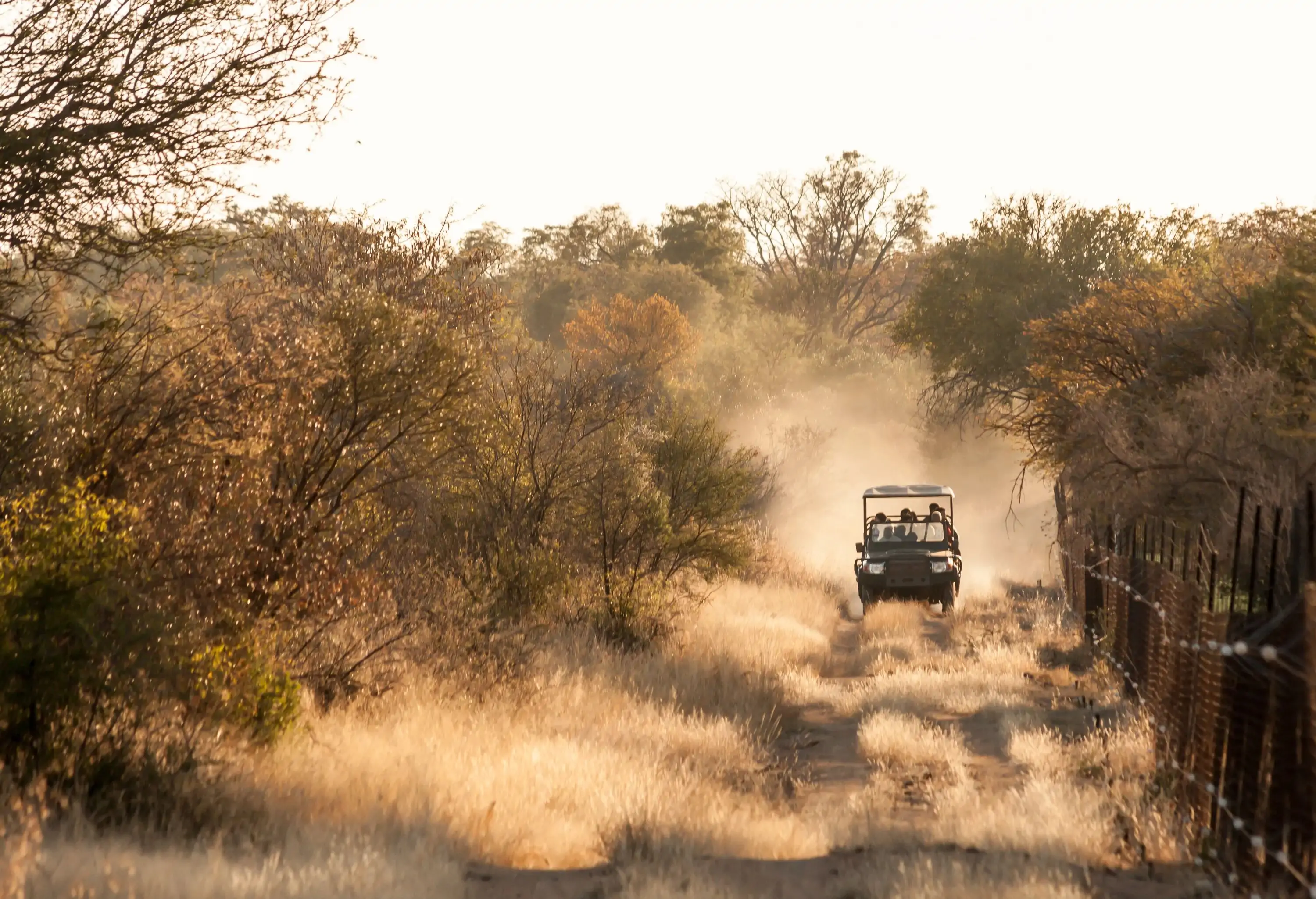 A car driving down a dusty dirt road, leaving a trail of whirling dust in its wake, against a backdrop of lush plants and grasses.