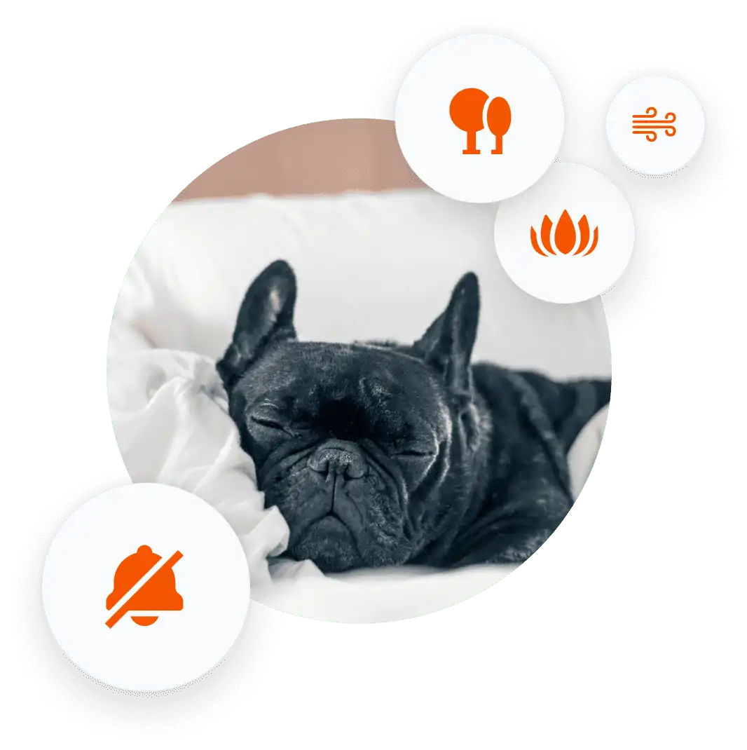 dog sleeping