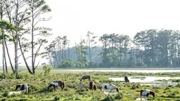 Chincoteague Hotels