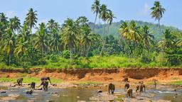 Yala Hotels
