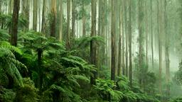 Healesville Hotels