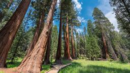 Sequoia National Park vacation rentals
