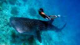 Find cheap flights from British Columbia to Maldives