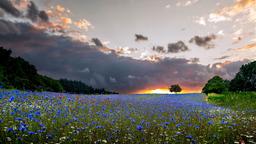 Viborg car rentals