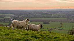 Ashford (Kent) car rentals