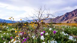 Borrego Springs Hotels