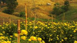 Hotels near Mae Sot airport
