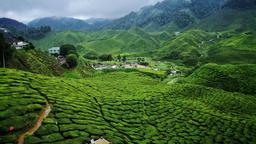 Find cheap flights from Alberta to Cameroon