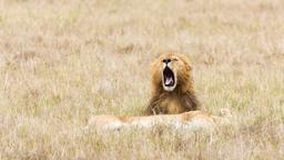 Find cheap flights from Toronto Island to Kenya