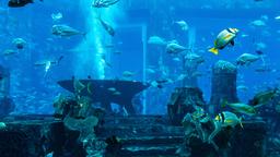 Dubai hotels near Dubai Aquarium & Underwater Zoo