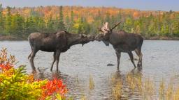Find cheap flights from Alberta to Maine