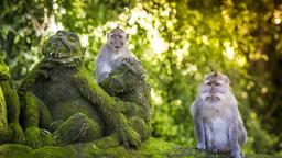 Find cheap flights to Ubud