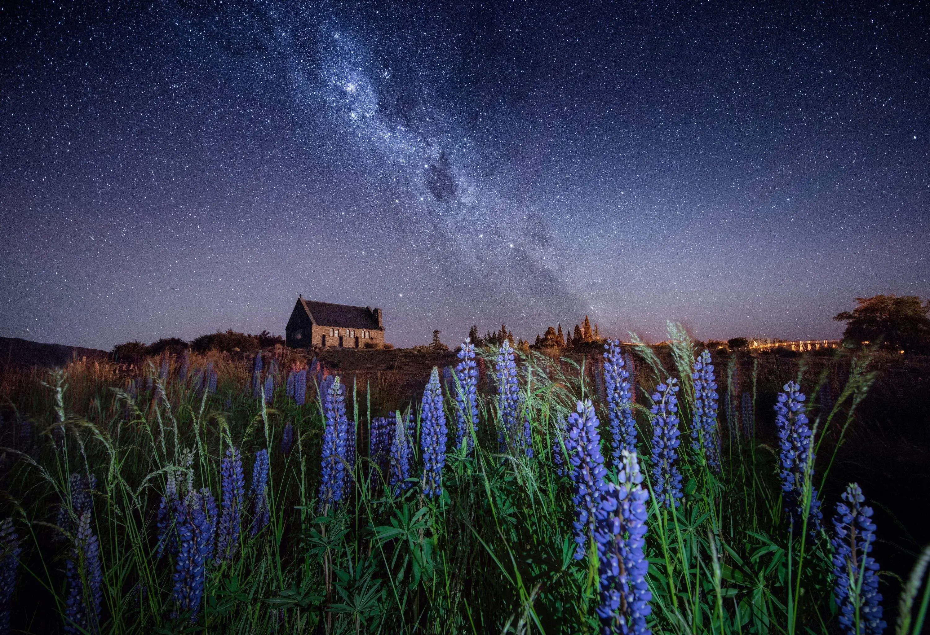 Milky way at the Church of the Good Shepherd with blooming lupine in Lake Tekapo in New Zealand.