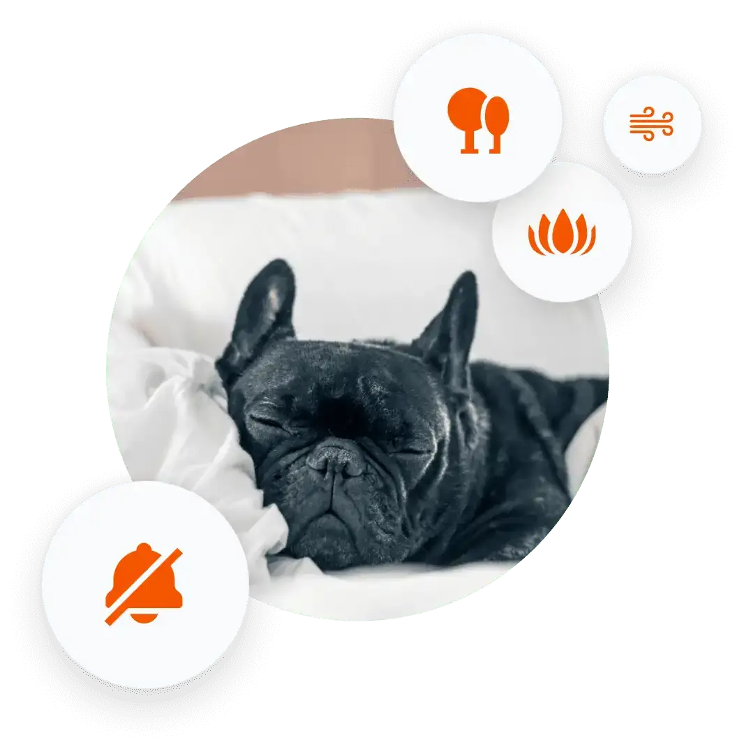 dog sleeping