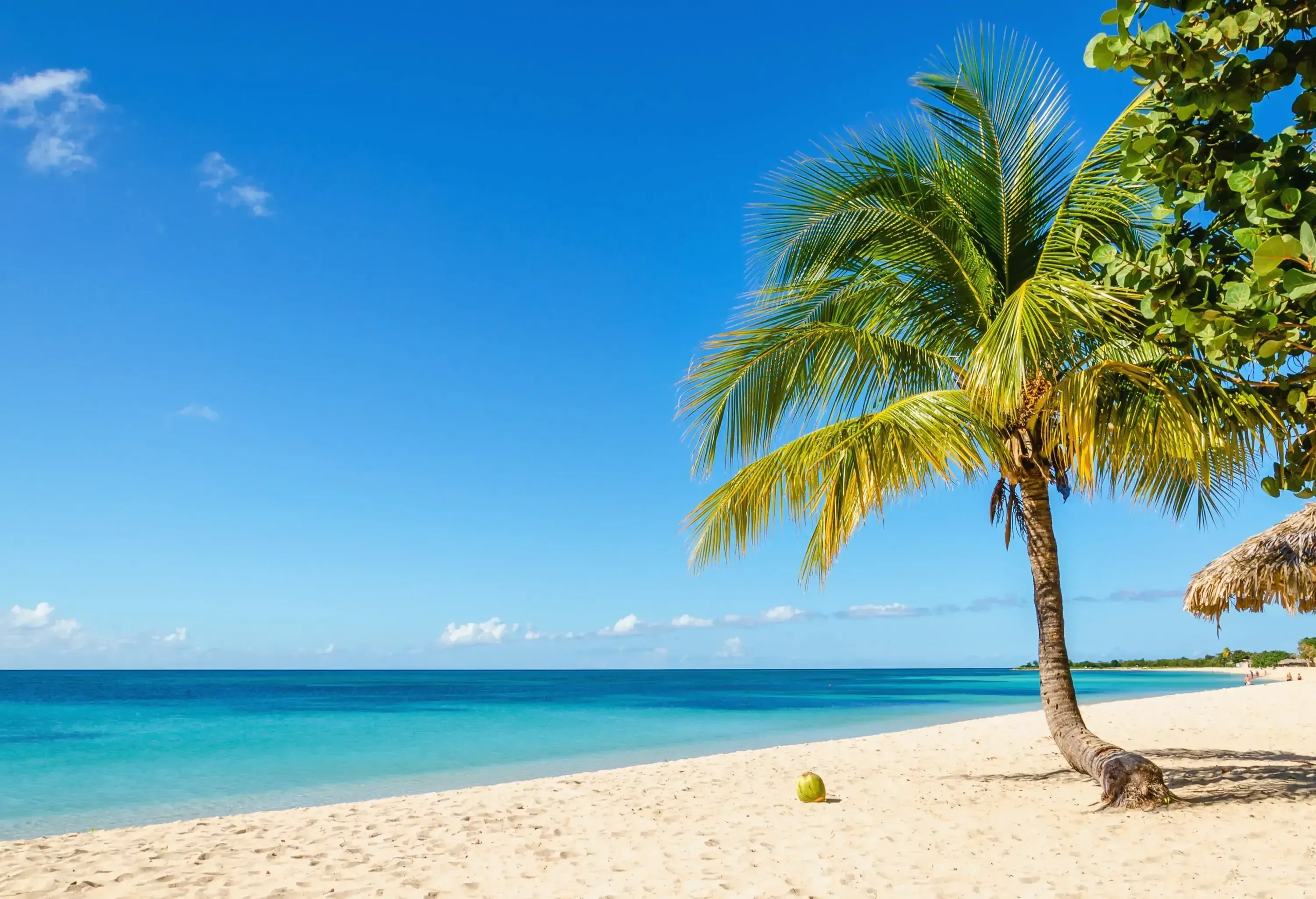 A lone palm tree and a fallen coconut fruit on a sandy beach along the blue waters.