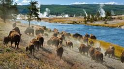 Yellowstone National Park vacation rentals